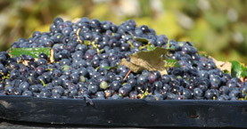 Concord Grape Growers