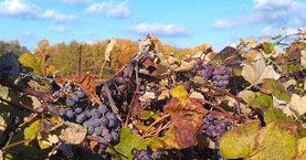 Upstate ny concord grapes
