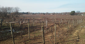 Concord grape farm